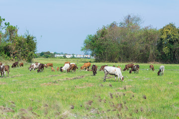 Obraz premium Cows grazing on farm with green field in good weather day