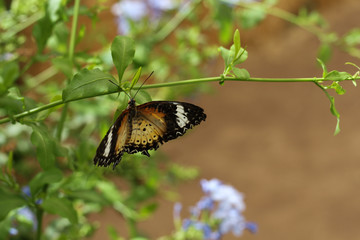 Papillon
