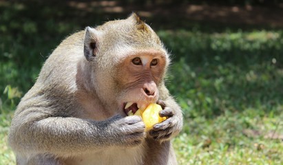 Affe frisst