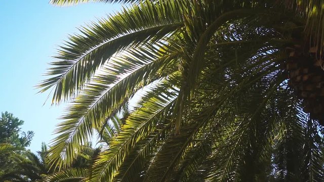 A sunny day in the warm South. The sun's rays make their way through the leaves of the palm tree. , slow motion