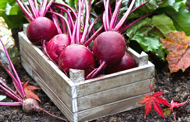 Beetroot in a wooden crate. Freshly harvested beetroot.