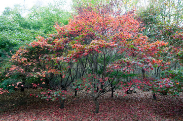 Autumnal landscapes and trees