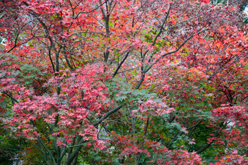 Autumnal landscapes and trees