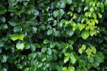 Green leafs background