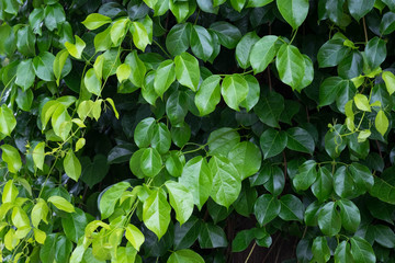 Fototapeta na wymiar Green leafs background