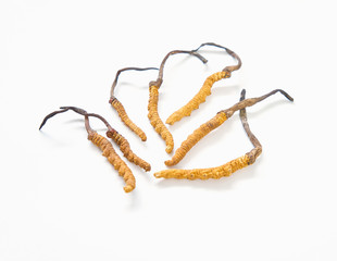 Close up ophiocordyceps sinensis this is a herbs. Used to extract medicinal substances. on white...