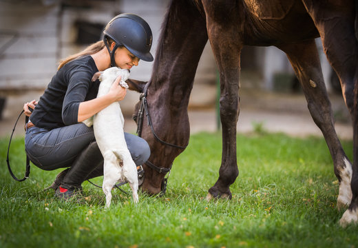 Fototapeta Young girl preparing horse for ride and petting jack russel terrier puppy