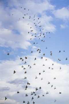 Birds in the sky
