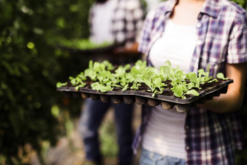 Picture of woman holding young plants in hands