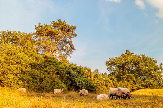 Herd of Drenthe heath sheeps in Dutch nature park Balloerveld