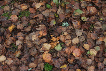 Autumn leaves on a ground