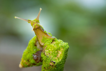 snail with green swamp algae
