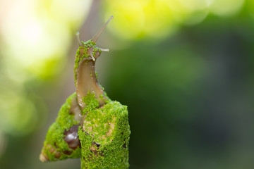 snail with green swamp algae