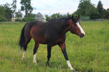 Obraz na płótnie Canvas Bay stallion walking and grazing on a green pasture in a summer day
