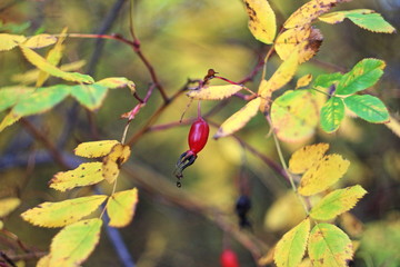 Wild rose, or dog rose, yellow autumn leaves and lonely red fruit 