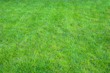 Fresh green manicured lawn close up. Clipped green grass background. Green lawn pattern textured background.