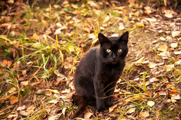 Naklejka na ściany i meble Beautiful graceful black cat with yellow eyes sitting on yellow leaves in autumn.