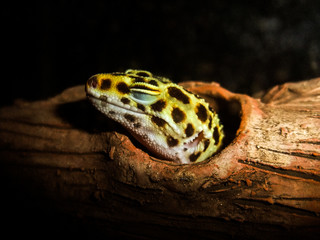 Sleeping Gecko