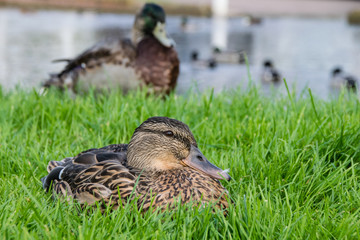Fototapeta premium Female mallard duck resting on a grass lawn