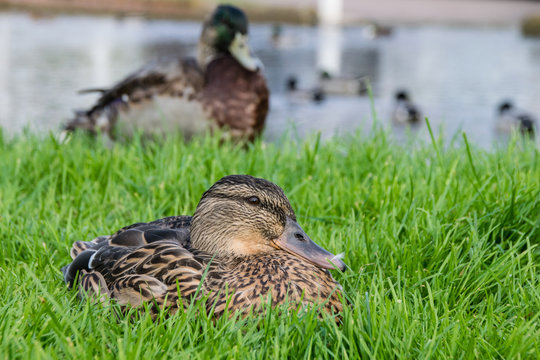Female mallard duck resting on a grass lawn