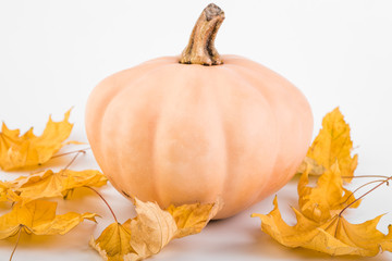 Fresh orange pumpkin isolated on white background. Thanksgiving background: pumpkins and fallen leaves. Halloween, Thanksgiving day or seasonal autumnal. Autumn still life. Nuts. Maple leaves.