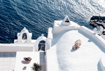 Relaxing dog on rooftop at Santorini