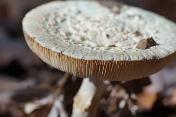 Oberseite des wei&szlig;en Knollenbl&auml;tterpilzes