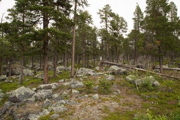 Landscape near Ruokto, Stora Sjöfallet National Park, summer