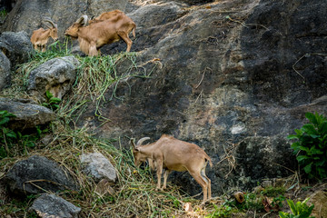 Mountain sheep