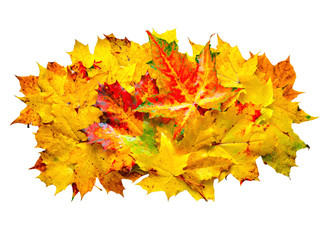 Colorful wet maple leaves.