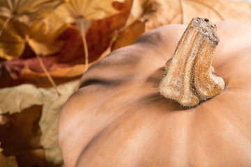 Fresh orange pumpkin isolated on white background. Thanksgiving background pumpkins and fallen leaves. Halloween, Thanksgiving day or seasonal autumnal. Autumn still life. Nuts. Maple leaves.