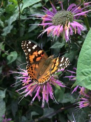 American Painted Lady