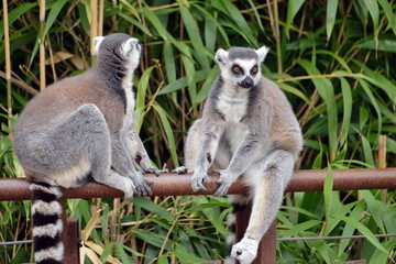 lemure in primo piano  lemuri in primo piano, parte di una serie