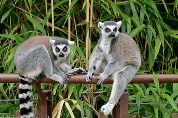 lemure in primo piano  lemuri in primo piano, parte di una serie