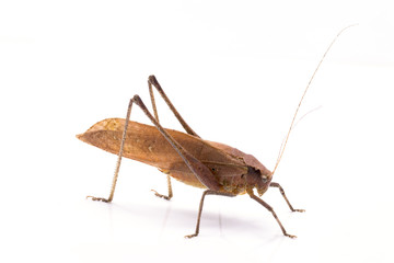 Holochlora biloba, Brown long horned grasshopper on white background