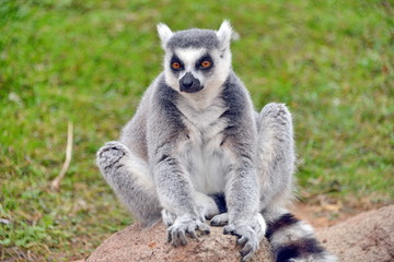 lemure in primo piano  lemuri in primo piano, parte di una serie