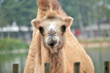 Obraz premium un cammello in primo piano un cammello in primo piano, guarda verso l'obiettivo