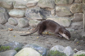 Obraz premium Fischotter