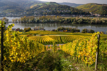 Weinberg bei Lorch am Rhein im Herbst