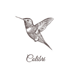 Hummingbird sketch hand drawing. colibri vector illustration of a bird © alinamaksimova