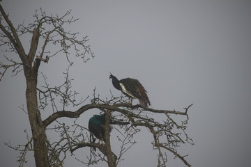 Pfau auf Baum
