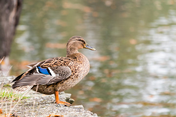 Duck (female) sitting on shoreline of a pond and looking to the water