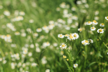 Field of chamomile.