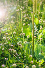 Field of blossoming grass close-up