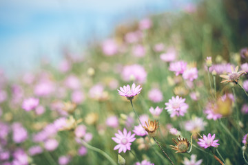 Glade of purple flowers, purple floral background, aromatic plant