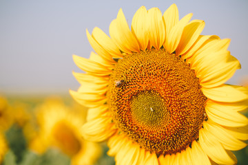 Obraz premium Sunflower field