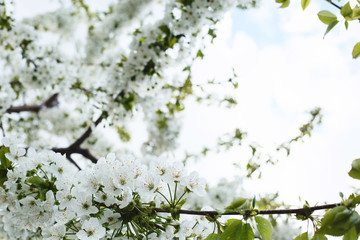 Blossoming tree of cherry, on a blue sky, spring sunny day