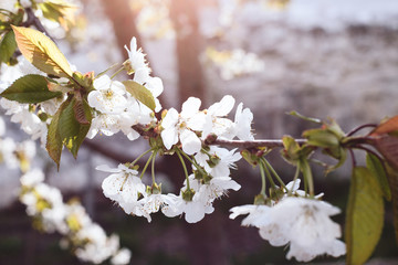 Blossoming tree of cherry, on a blue sky, spring sunny day