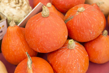 Pumpkins in the Market - Max Cucurbita