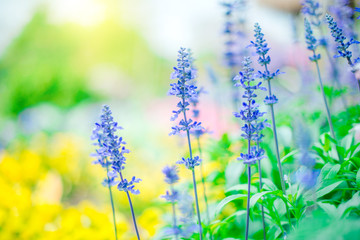 Obraz premium The Purple flowers, the sun shines in the morning.